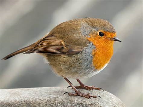 robin