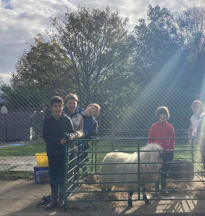 sheep pictures